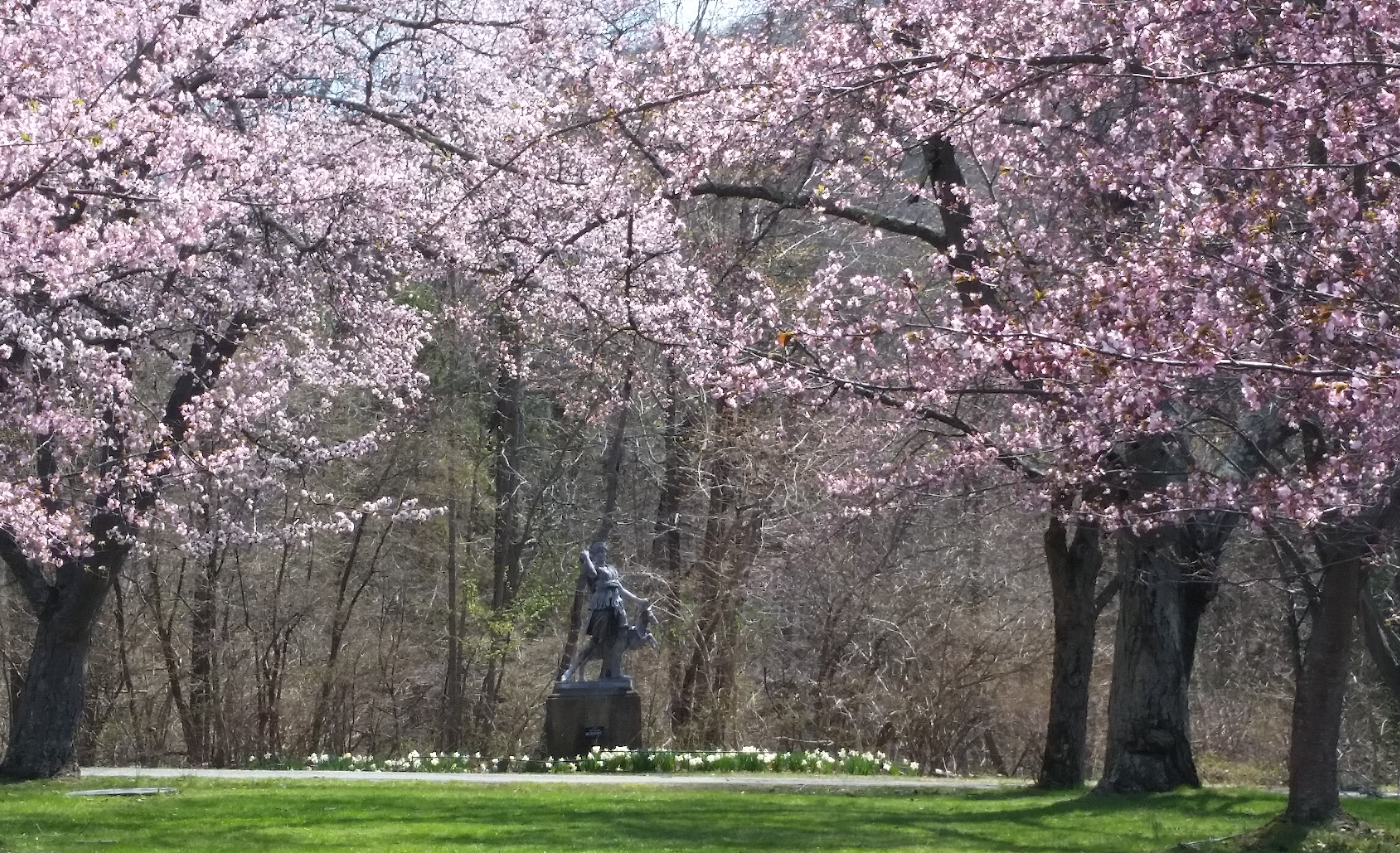 Cherry Blossoms At New Jersey Botanical Gardens Ringwood New